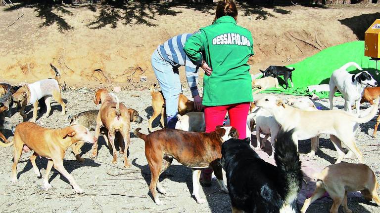 “El Camino” gestionará el centro para mascotas