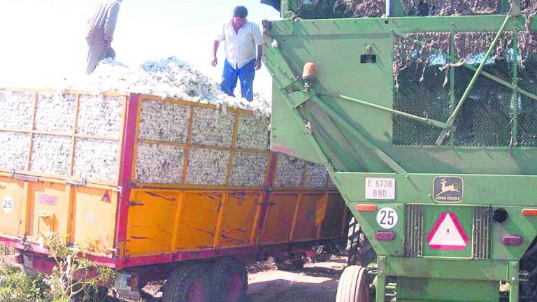 La producción jiennense de algodón crece un 27%