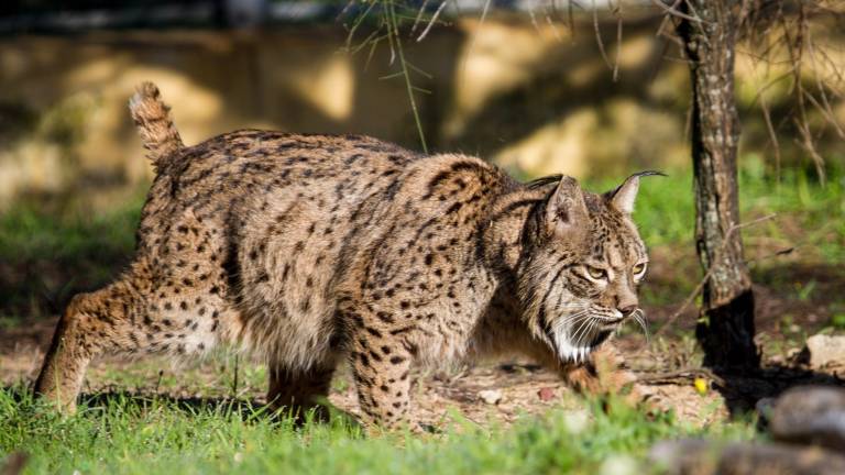 Fran, lince ibérico