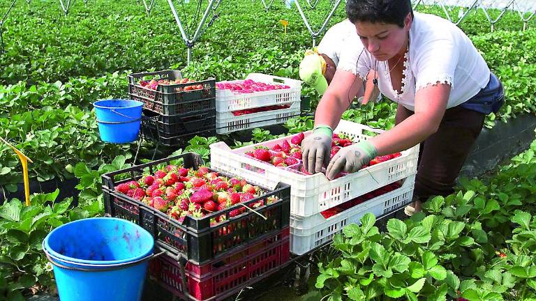 350 jiennenses se apuntan a la fresa