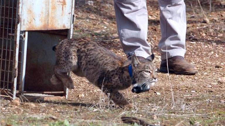 Primera camada silvestre de lince localizada en el área del Guarrizas