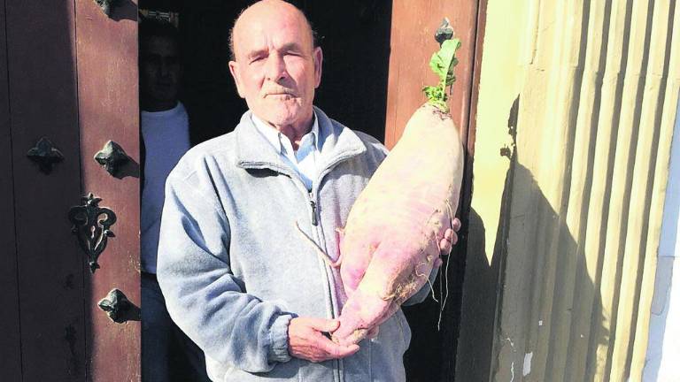 Rábano de cuatro kilos en el Canónigo