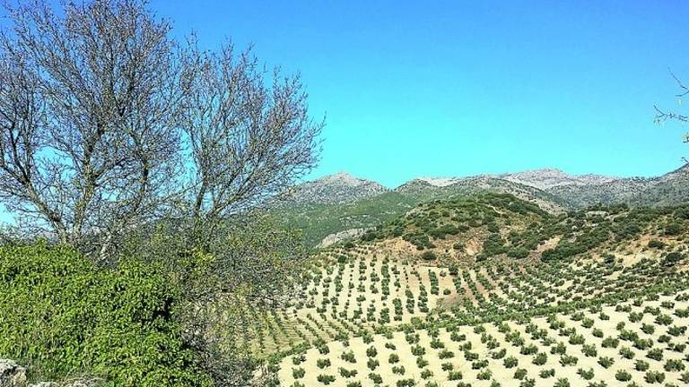 Puesta en valor televisiva del aceite de Sierra Mágina