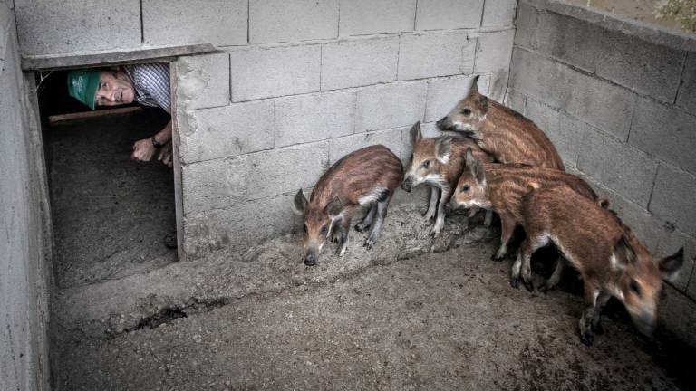 El “Gorila” de Periche