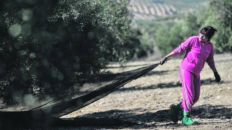 Las aceituneras, a mitad de precio