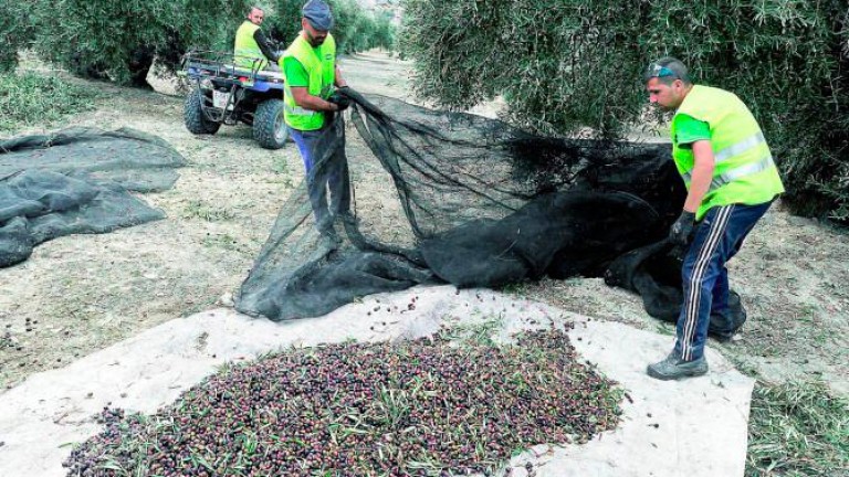 Asaja-Jaén señala la dificultad de aplicar el registro de horario al olivar