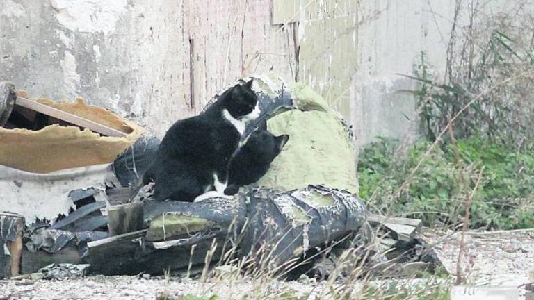 Campaña para controlar las colonias de gatos en La Carolina