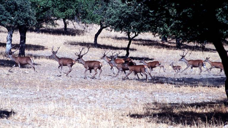 Cazorla, Segura y Las Villas serán Zonas de Especial Conservación