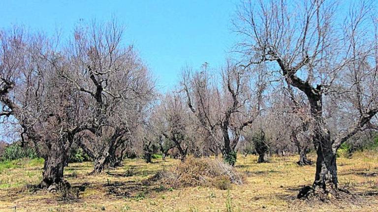 Detectan el primer caso de Xylella en Andalucía