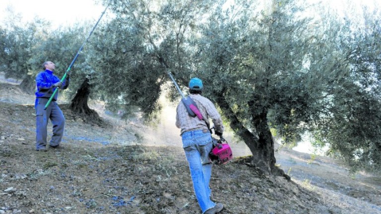 Confianza en el buen ritmo de salida del aceite de oliva