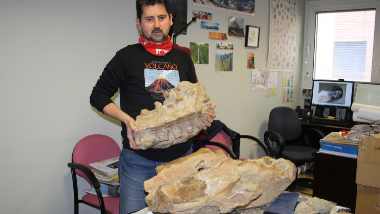 Fósiles de ballenas y leones marinos de hace 10 millones de años entre Andújar y Villanueva de la Reina