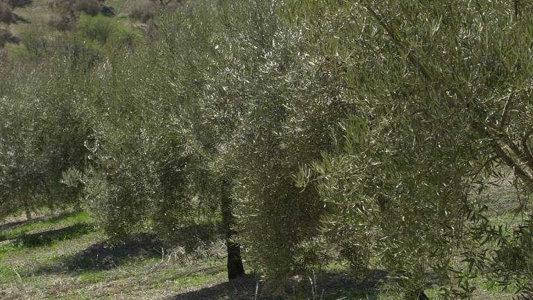 Un estudio prevé una caída mundial de productividad por hectárea del olivar del 10%