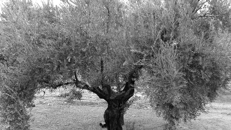 El olivo, emblema vegetal del Santo Reino