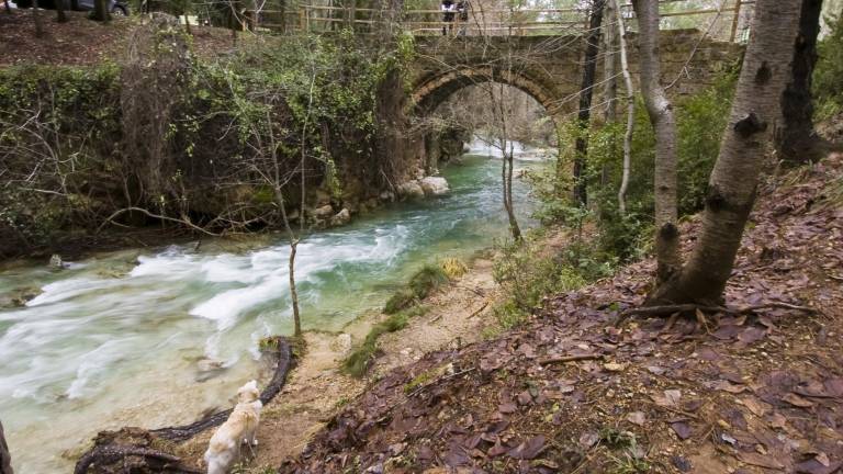 Fallece un trabajador en Cazorla al caerle encima el pino que estaba talando