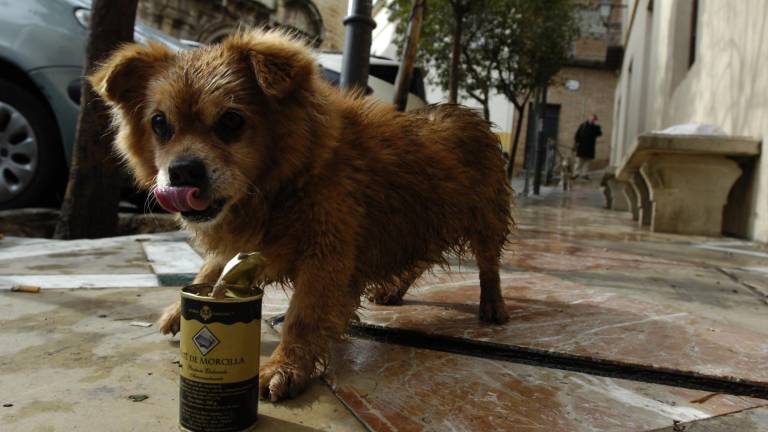 El abandono de perros está a la orden del día en verano