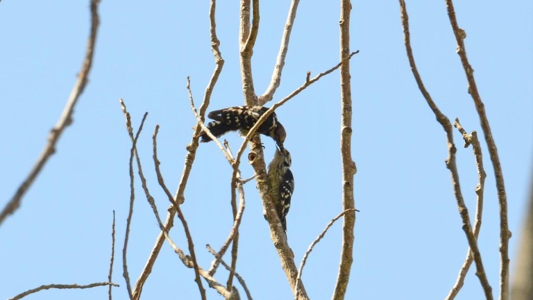 Descubren una nueva ave reproductora en el Delta del Llobregat, el pico picapinos