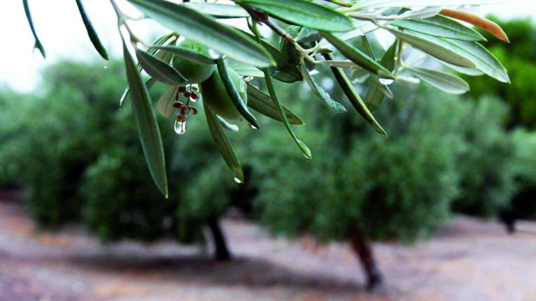 Los agricultores realizan las “cuentas de la lluvia”