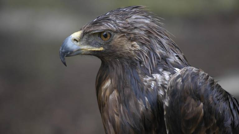 El águila imperial ibérica anida por primera vez en la campiña jiennense