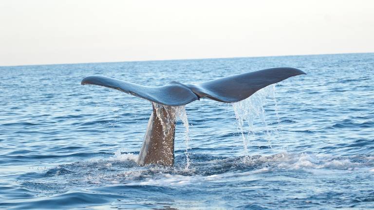 Cola de ballena en el Mediterráneo