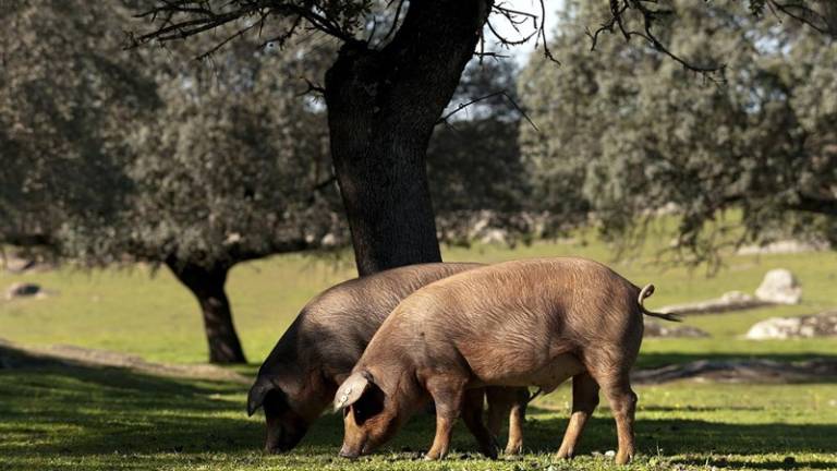 Palma versus oliva, dos mundos muy diferentes