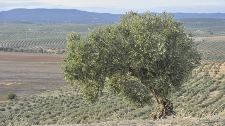 La erosión del suelo hace mella en el 60% del olivar jiennense