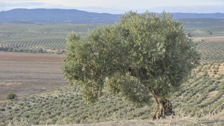 La erosión del suelo hace mella en el 60% del olivar jiennense