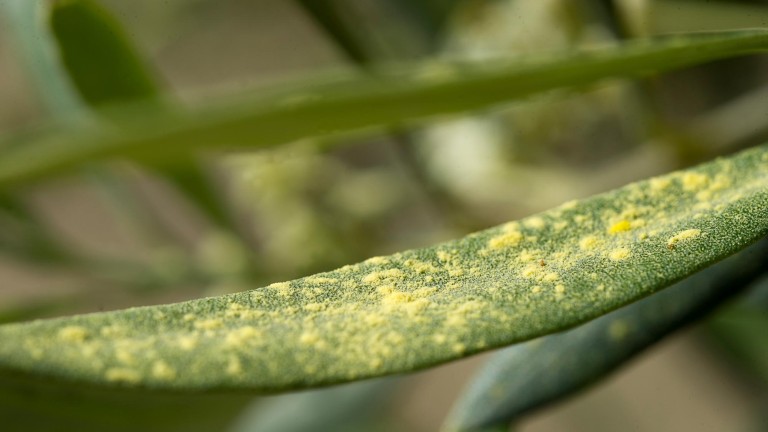El nivel de polen del olivo sigue en niveles extremos