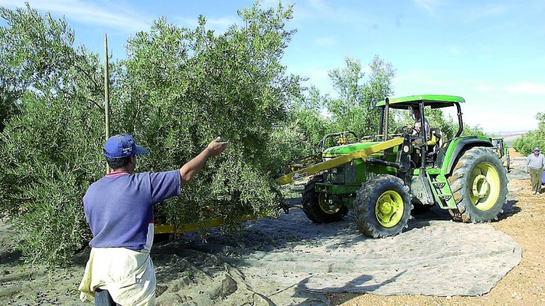 EE UU envía a inspectores al olivar para estudiar la aduana