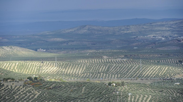 Futuro del olivar en Jaén