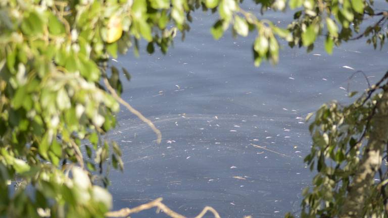 Peces muertos en el Guadalquivir a su paso por Córdoba
