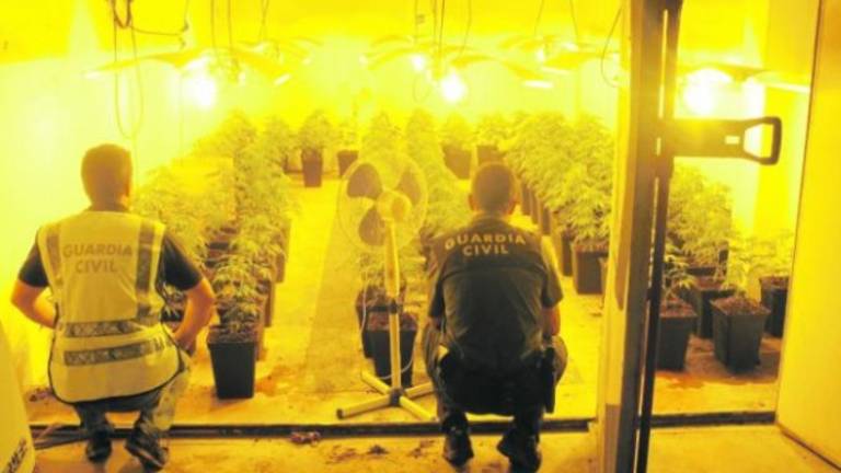 Plantación de maría en una cabina de pintura en Frailes