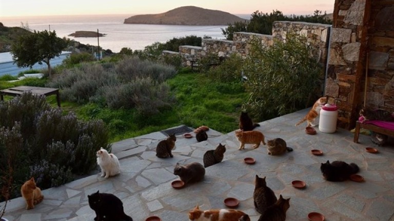 Se busca cuidador de 55 gatos en una isla de Grecia