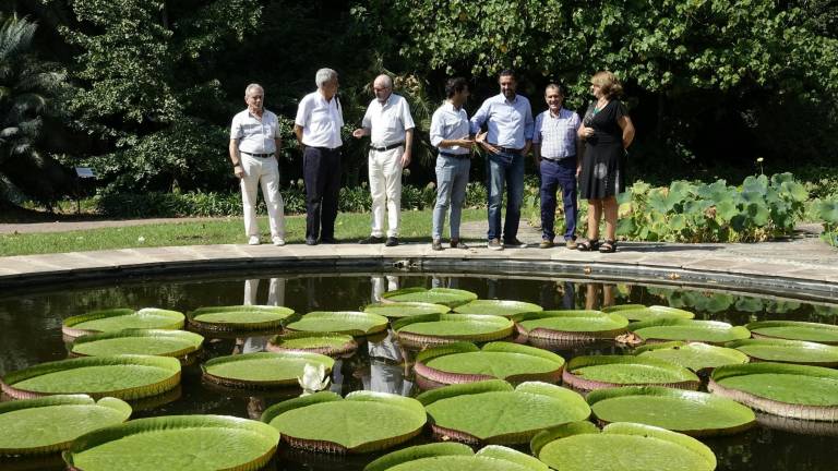 Málaga alberga el primer nenúfar gigante Victoria Cruziana