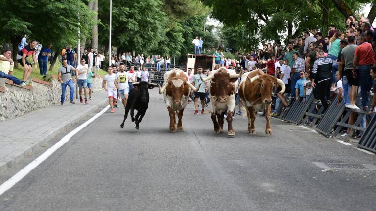 Las reses dan personalidad a la concurrida celebración