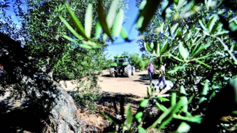 Europa activa la alarma por la bacteria asesina del olivar