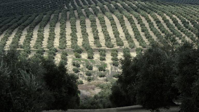 Por una retribución justa para los que trabajan en el olivar