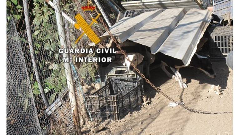 Rescatados 38 perros en situación de abandono