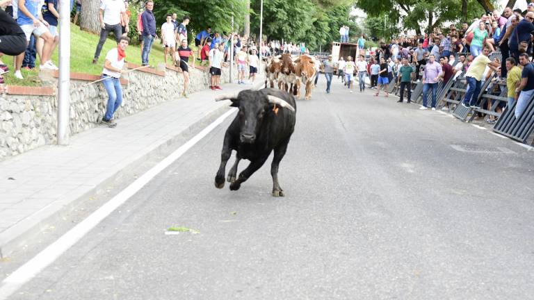 Las reses dan personalidad a la concurrida celebración