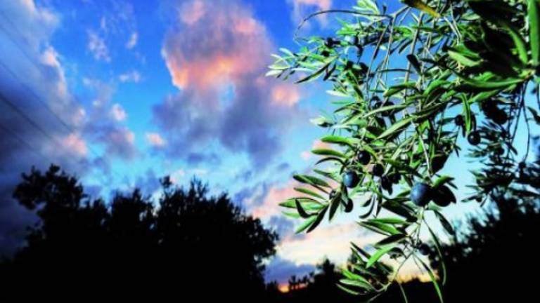 La aceituna ya se “viste” de negro
