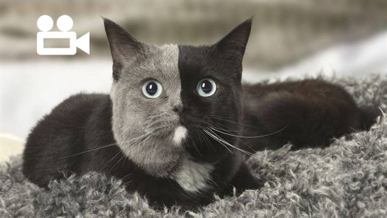 Este es Narnia, el precioso gato de dos caras que arrasa en Instagram