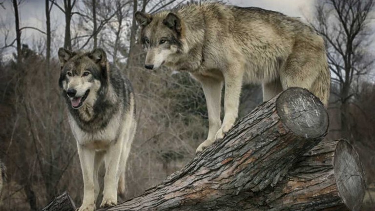 Una curiosa costumbre con los lobos como protagonistas