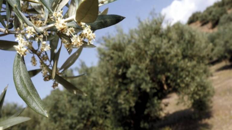 La flor del olivo “explota”