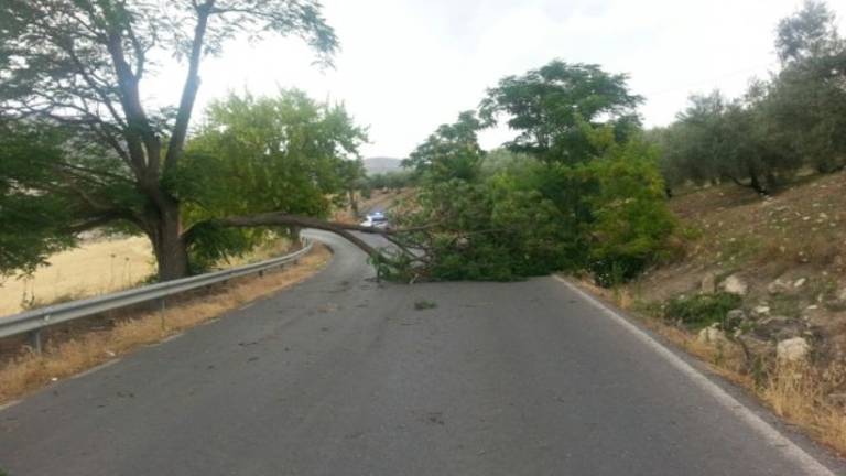 Un árbol corta una carretera en Alcalá