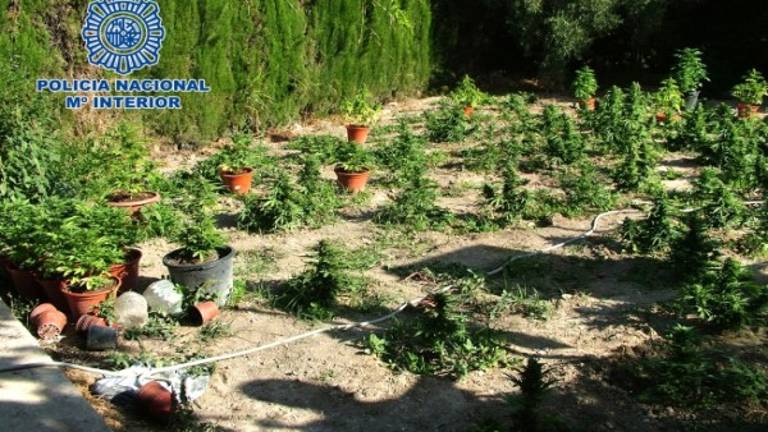 Una huerta de maría en el patio de casa