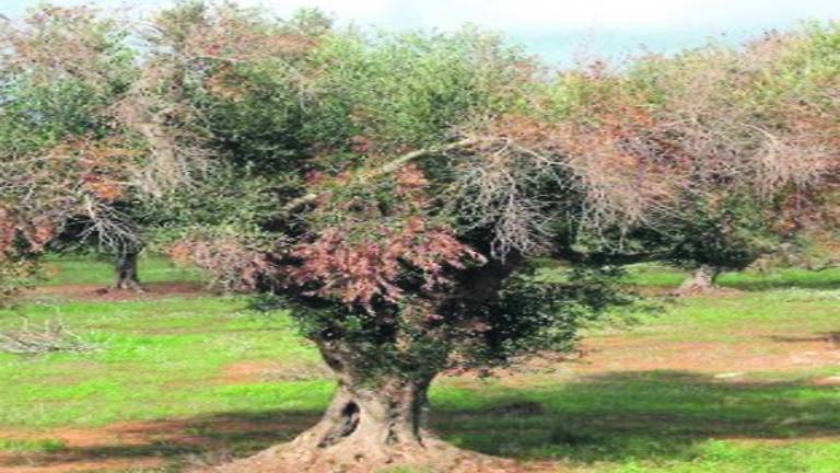 Preocupación en el campo por la amenaza de la “Xylella”