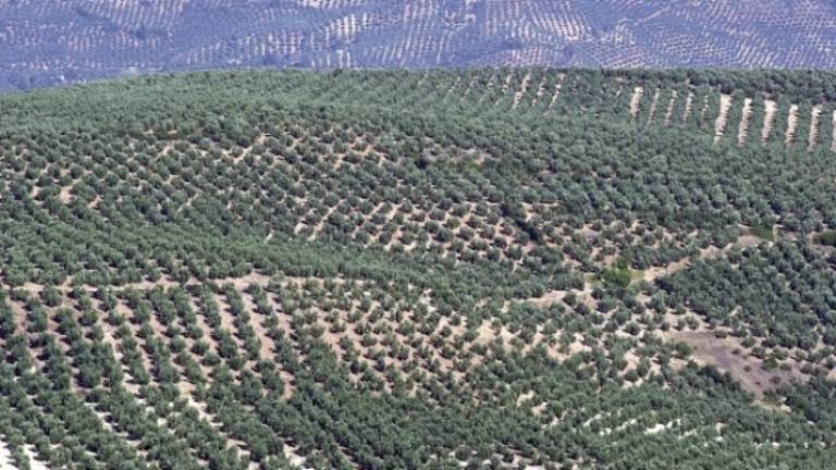 Vuela la mayor aceitera del mundo