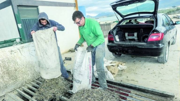 La rebusca echa un “chorreón” de aceite y remata la mala campaña