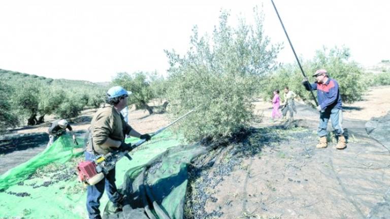 La aceituna se alarga y amortigua el paro