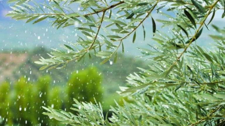 La nueva cosecha de aceituna se encuentra con otro “milagro”