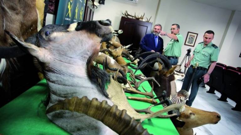 La Guardia Civil cierra el negocio de los “cuernos caídos”